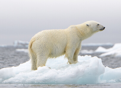 Белый медведь