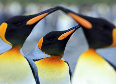 Пингвины
