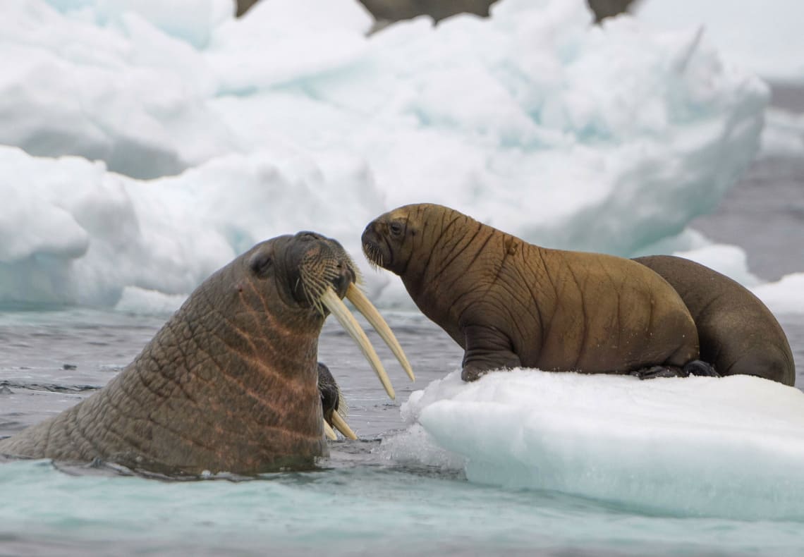 Всемирный фонд дикой природы