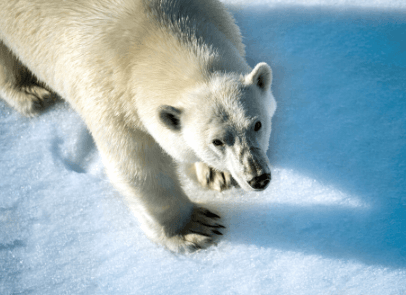 БЕЛЫЕ МЕДВЕДИ