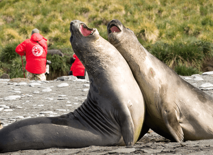 ОСТРОВ ЮЖНАЯ ГЕОРГИЯ