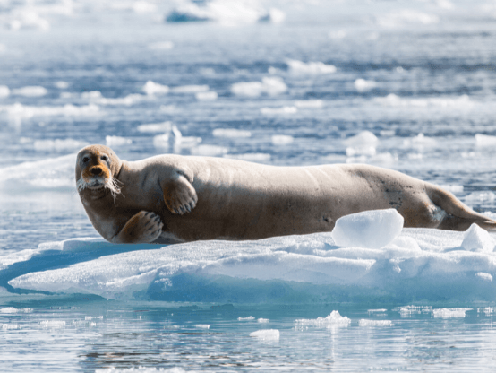 Отзыв о круизе на Шпицберген