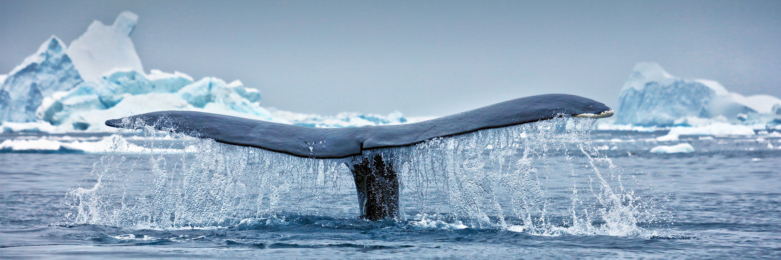 Западная Гренландия
