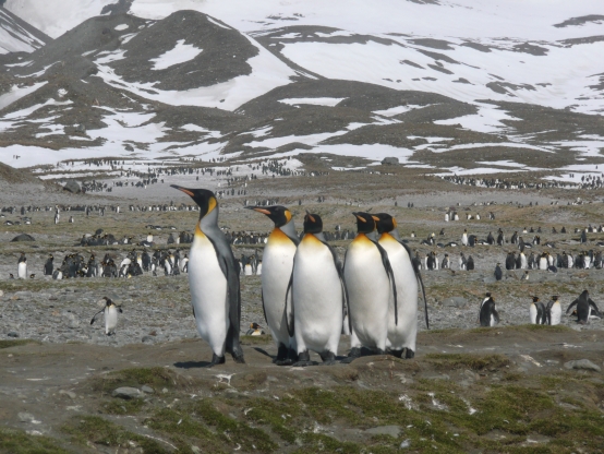 Отзыв о круизе на Южную Георгию