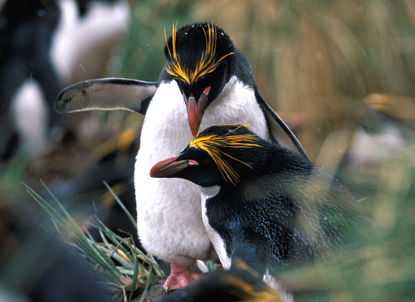 ФОЛКЛЕНДСКИЕ ОСТРОВА
