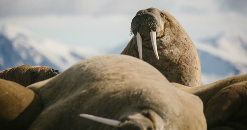 Морж на Шпицбергене