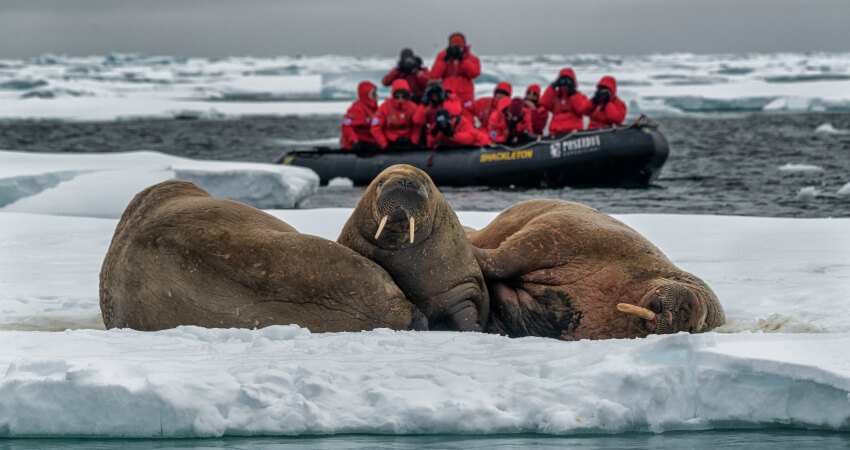 Моржи в Арктике