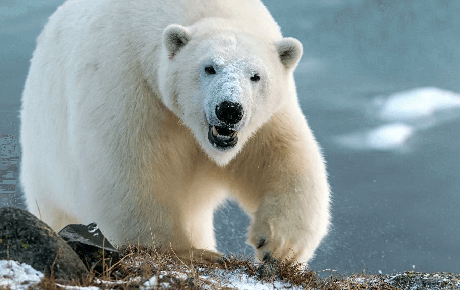 1731801015_0_0_3245_2048_900x0_80_0_0_0a8a690906c1c0f48b501038997e5ab4.jpg (1).png