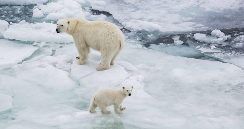 Белые медведи