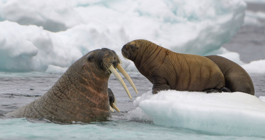 Экспедиция на Землю Франца-Иосифа встречает моржей