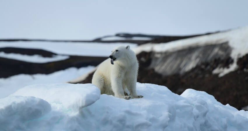 Белый медведь на Земле Франца-Иосифа