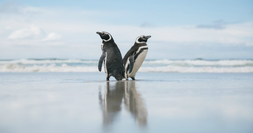 Пингвины Магеллана на Фолклендских островах