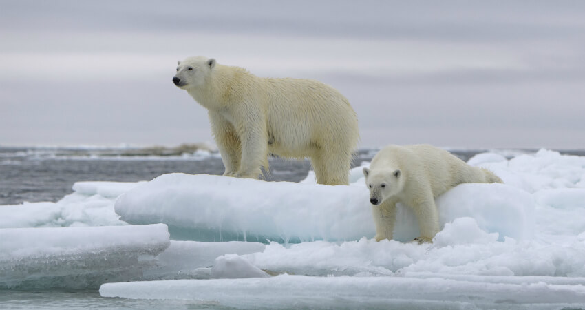 Экспедиция на Землю Франца-Иосифа встречает белых медведей
