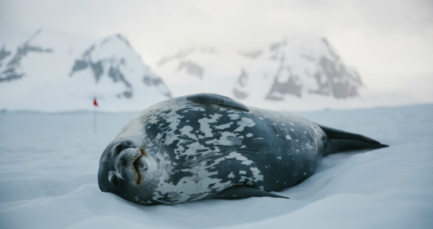 Тюлень Уэдделла