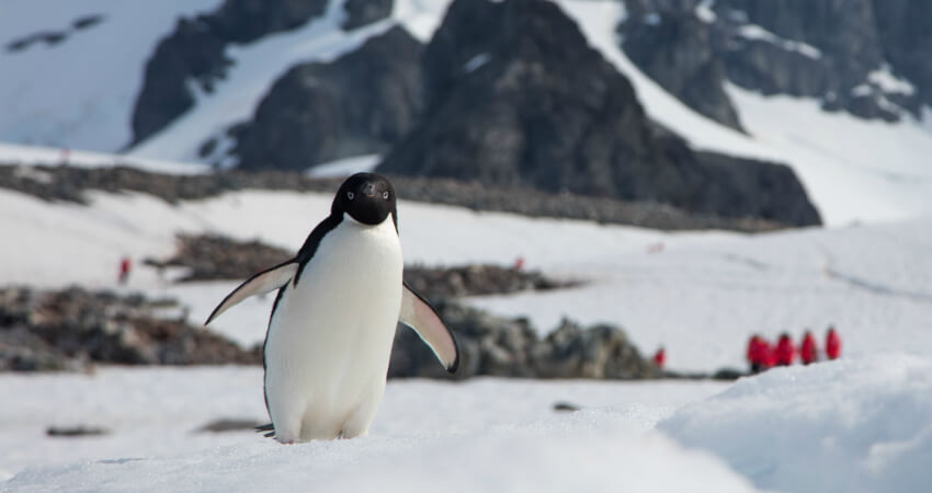 Пингвин Адели