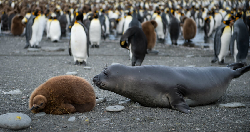 Птенец королевского пингвина