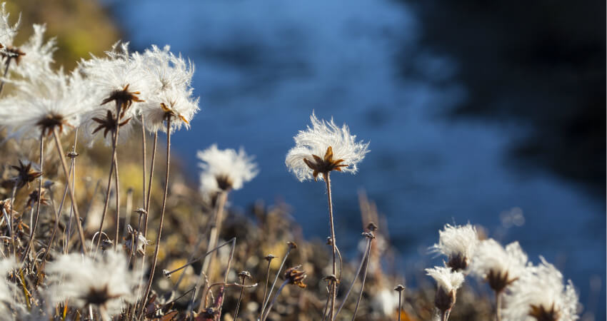 Цветы в Арктике