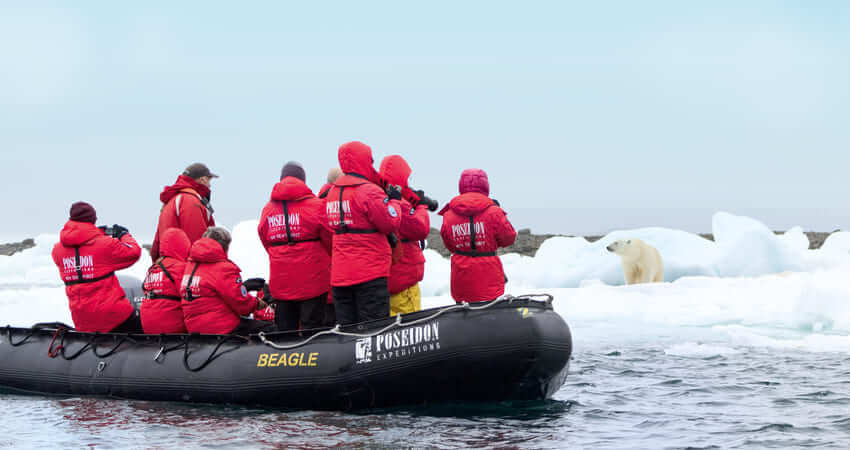 Наблюдение за белым медведем из Зодиака