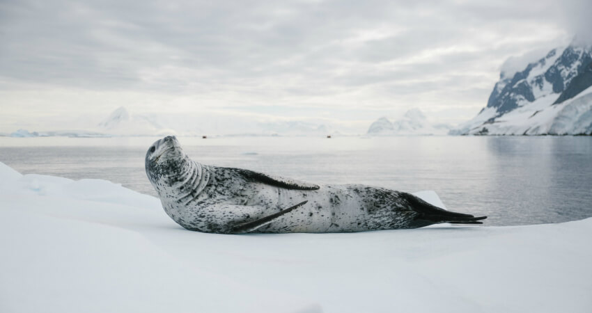 Тюлень Уэдделла