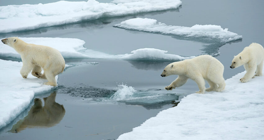Белые медведи в Арктике