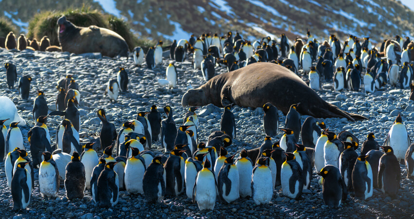 Экспедиционные круизы на Фолкленды - пляж