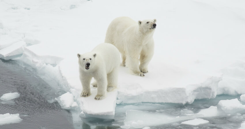 Белые медведи на Земле Франца-Иосифа
