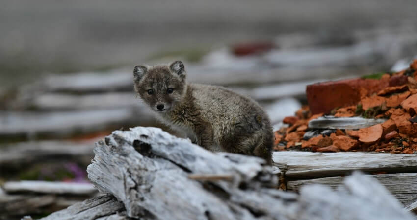 Песец на Шпицбергене