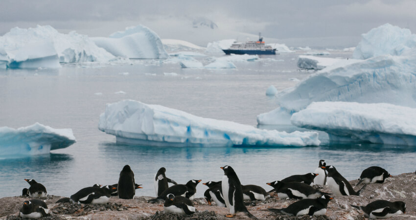 Пингвины в Антарктиде