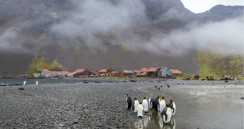 Китобойная база Стромнесс - экспедиционные круизы на Южную Георгию