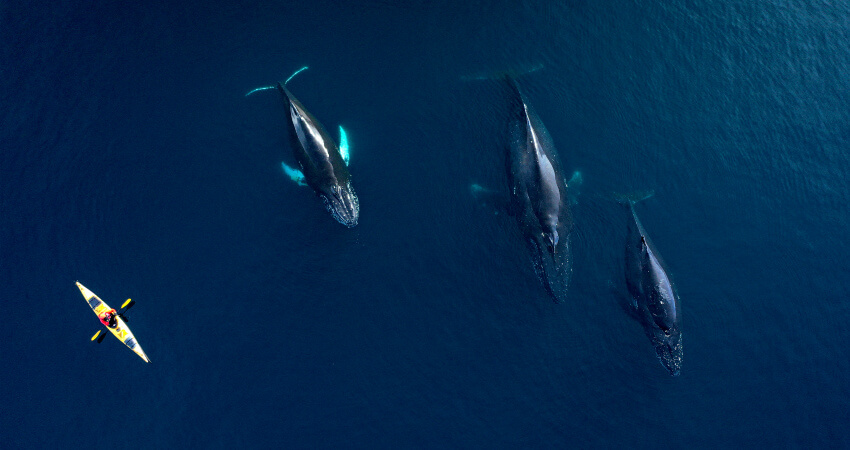 Каякинг с китами