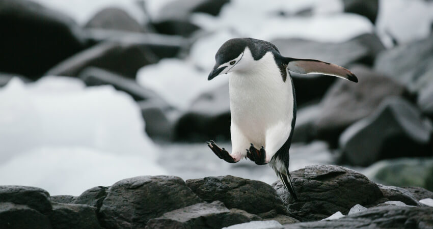 Антарктический пингвин