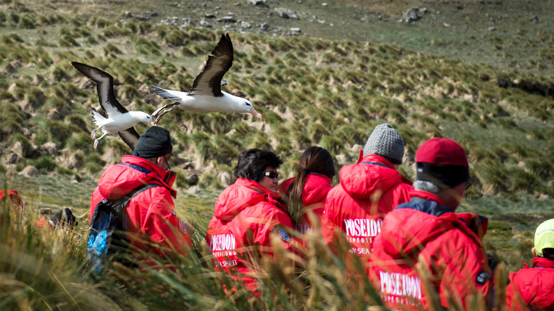 Фолклендские о-ва Южная Георгия и Антарктида птицы