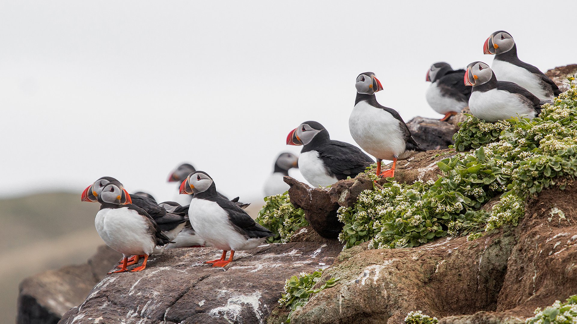 Исландия Ян-Майен Шпицберген птицы