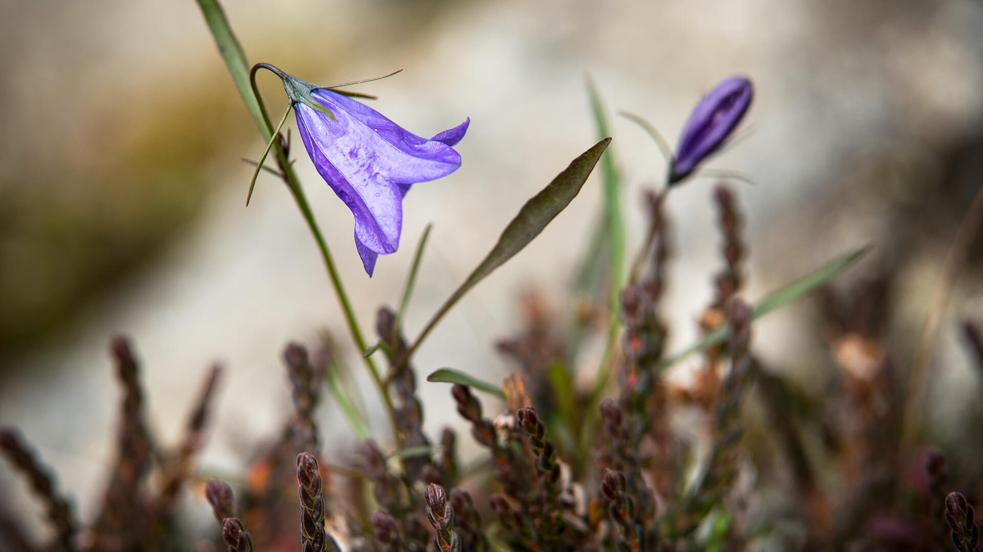 Восточная Гренландия цветы
